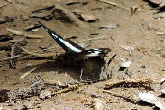 Image of Pseudacraea lucretia apaturoides