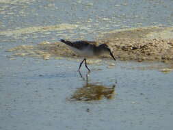 Imagem de Calidris minuta (Leisler 1812)