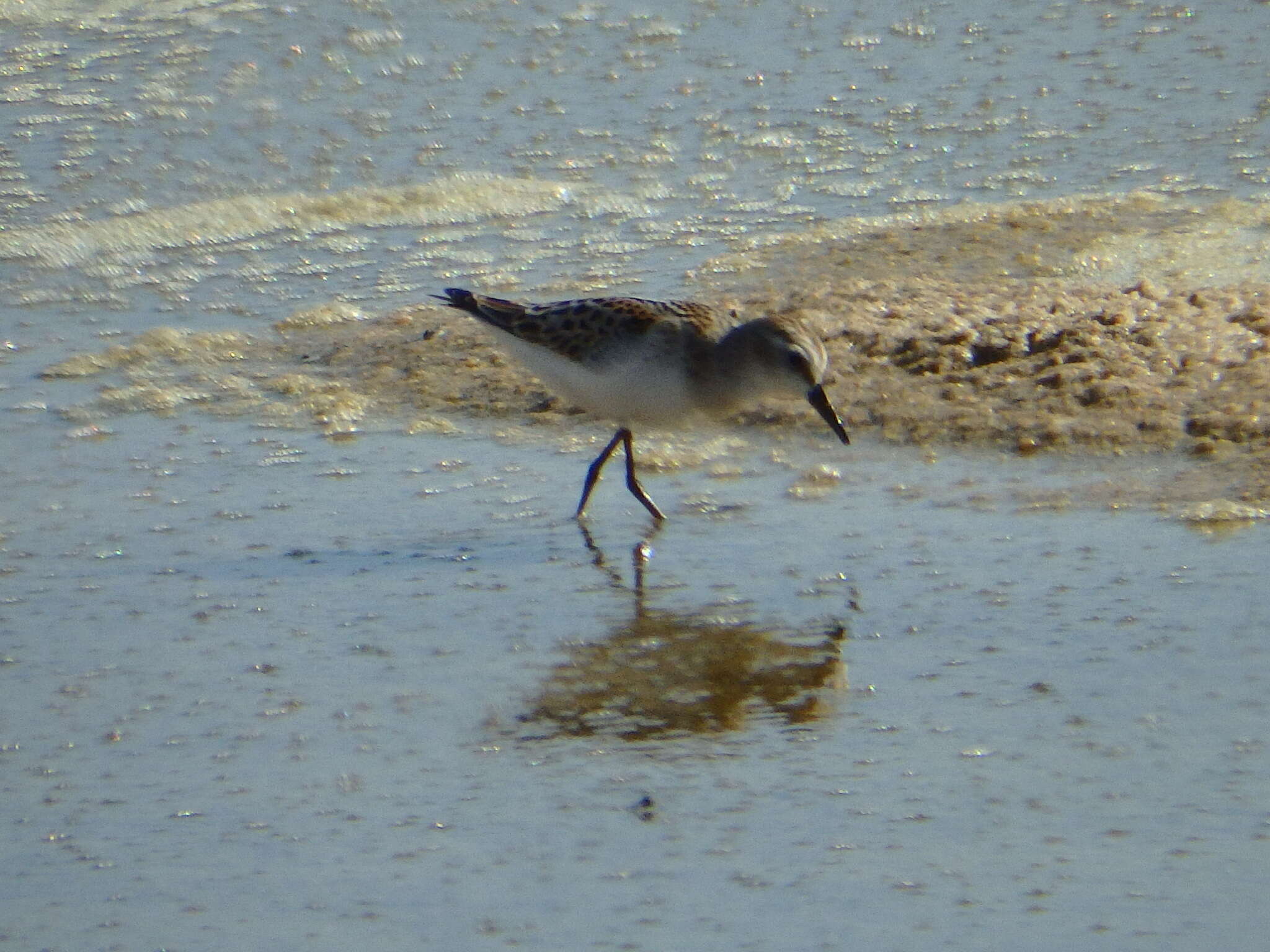 Image of Little Stint