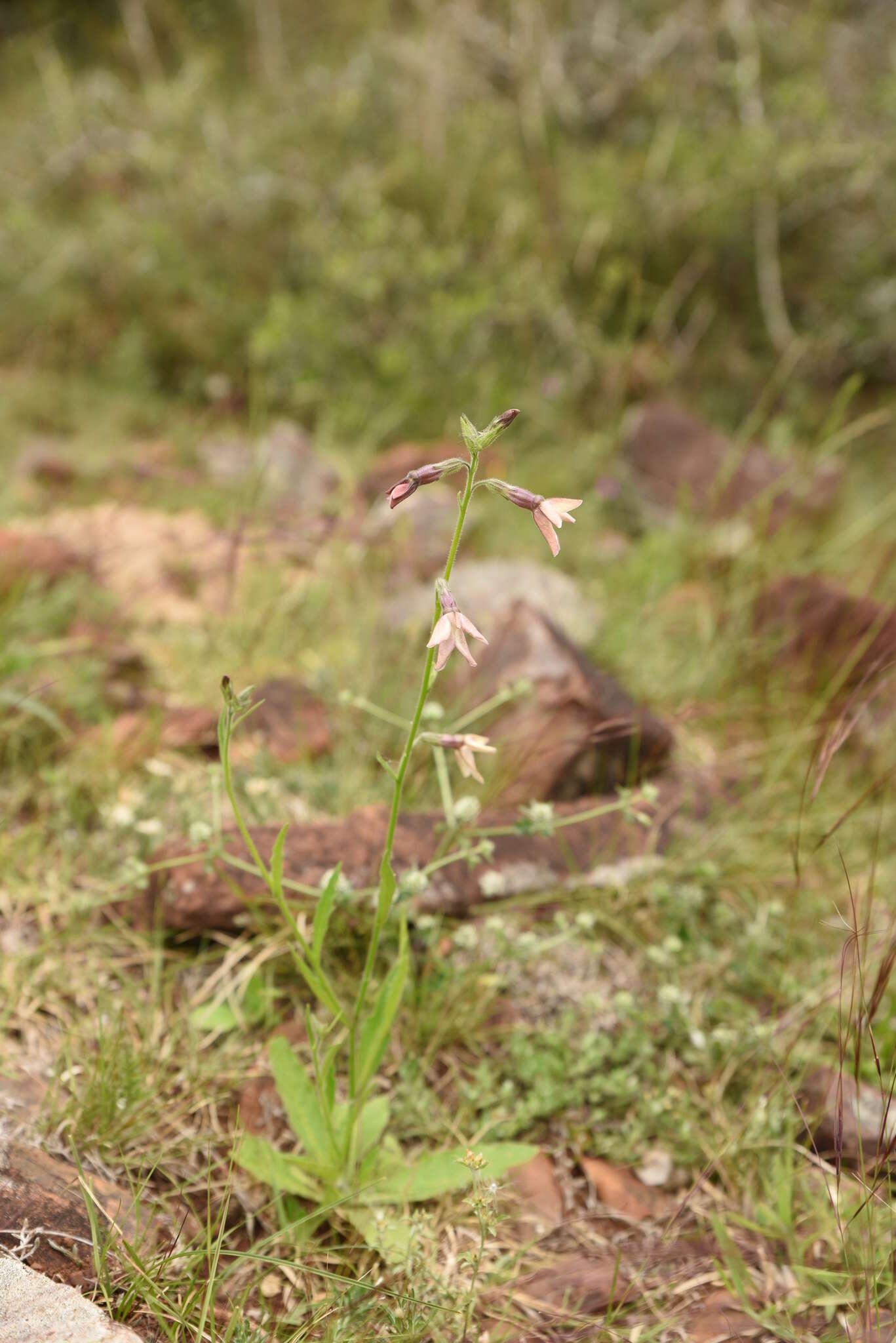 Image of Nicotiana bonariensis Lehm.