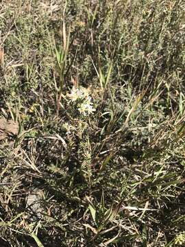 Image of white prairie aster