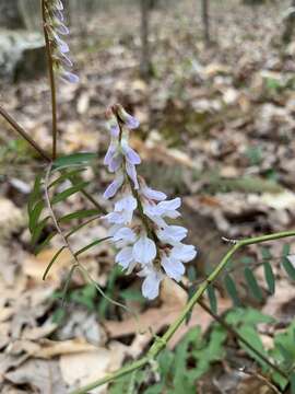 Imagem de Vicia caroliniana Walter