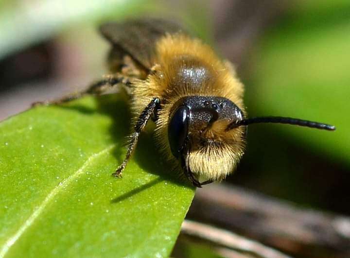 Image of Andrena dunningi Cockerell 1898