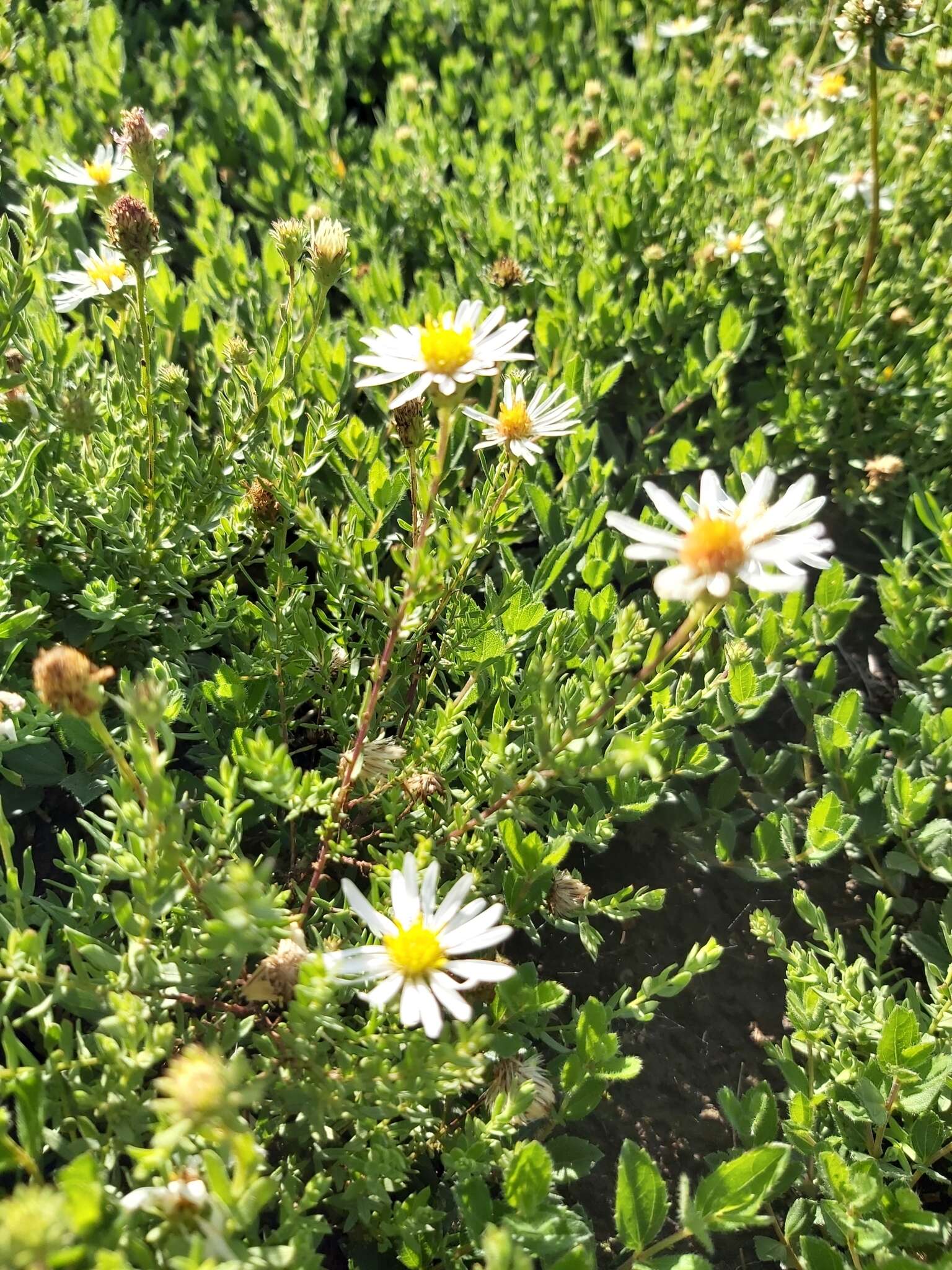 Image de Symphyotrichum trilineatum (Sch. Bip. ex Klatt) G. L. Nesom