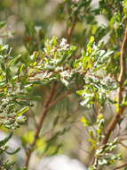 Image de Hakea trifurcata (Sm.) R. Br.