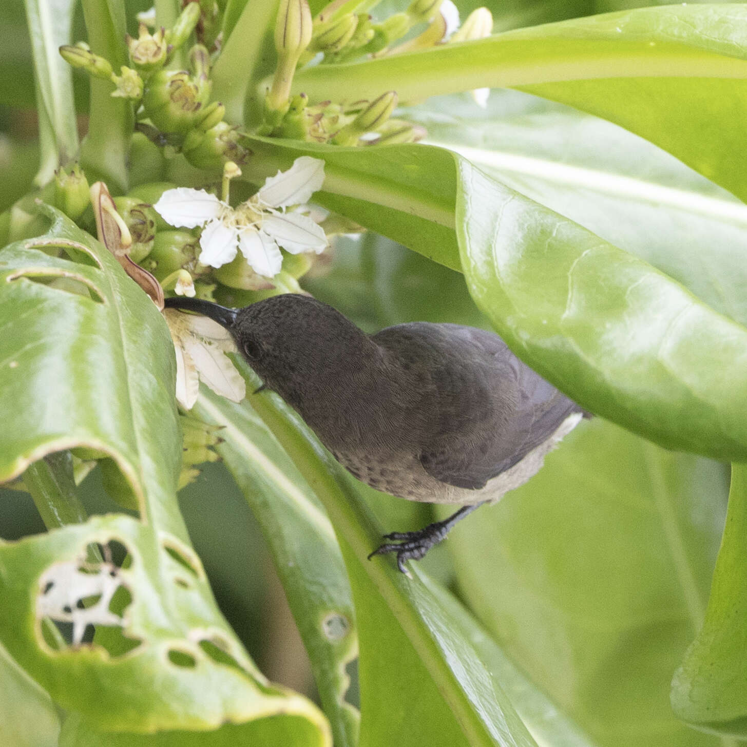 Image of Seychelles Sunbird