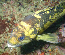 Image of Black-and-yellow rockfish