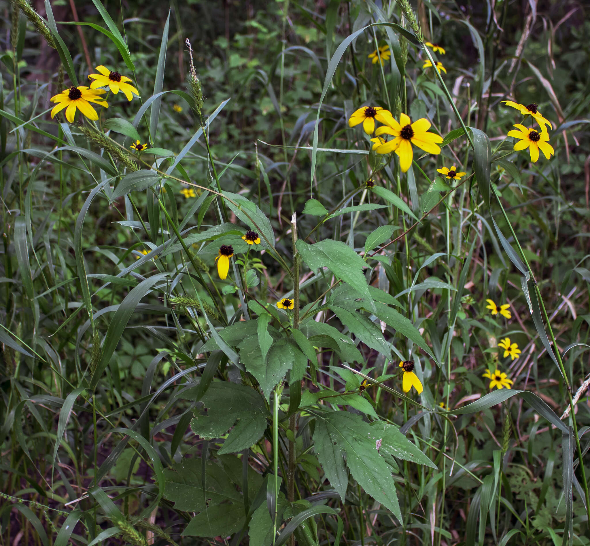 Image of browneyed Susan