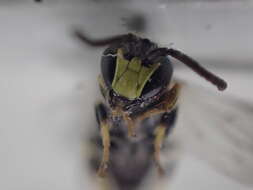 Hylaeus modestus Say 1837 resmi