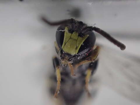 Hylaeus modestus Say 1837 resmi