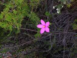 Image of Chironia melampyrifolia Lam.