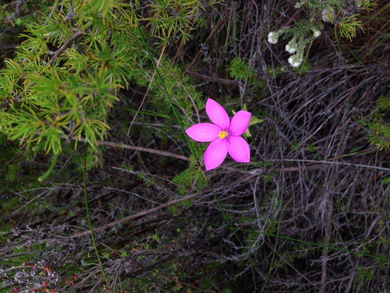 صورة Chironia melampyrifolia Lam.