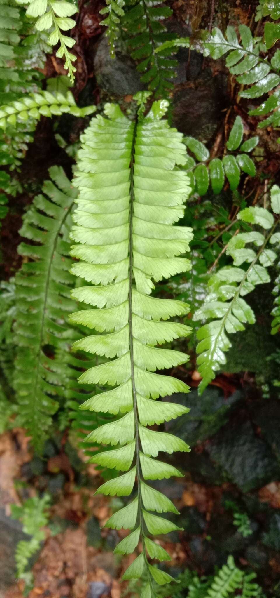 Sivun Hymenasplenium cheilosorum (Kunze ex Mett.) Tag. kuva