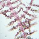 Image of Pterothamnion pectinatum