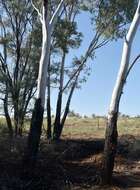 Image of Eucalyptus cambageana Maiden