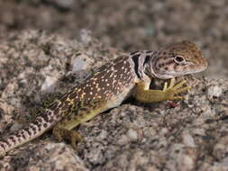 Image de Crotaphytus collaris fuscus Ingram & Tanner 1971