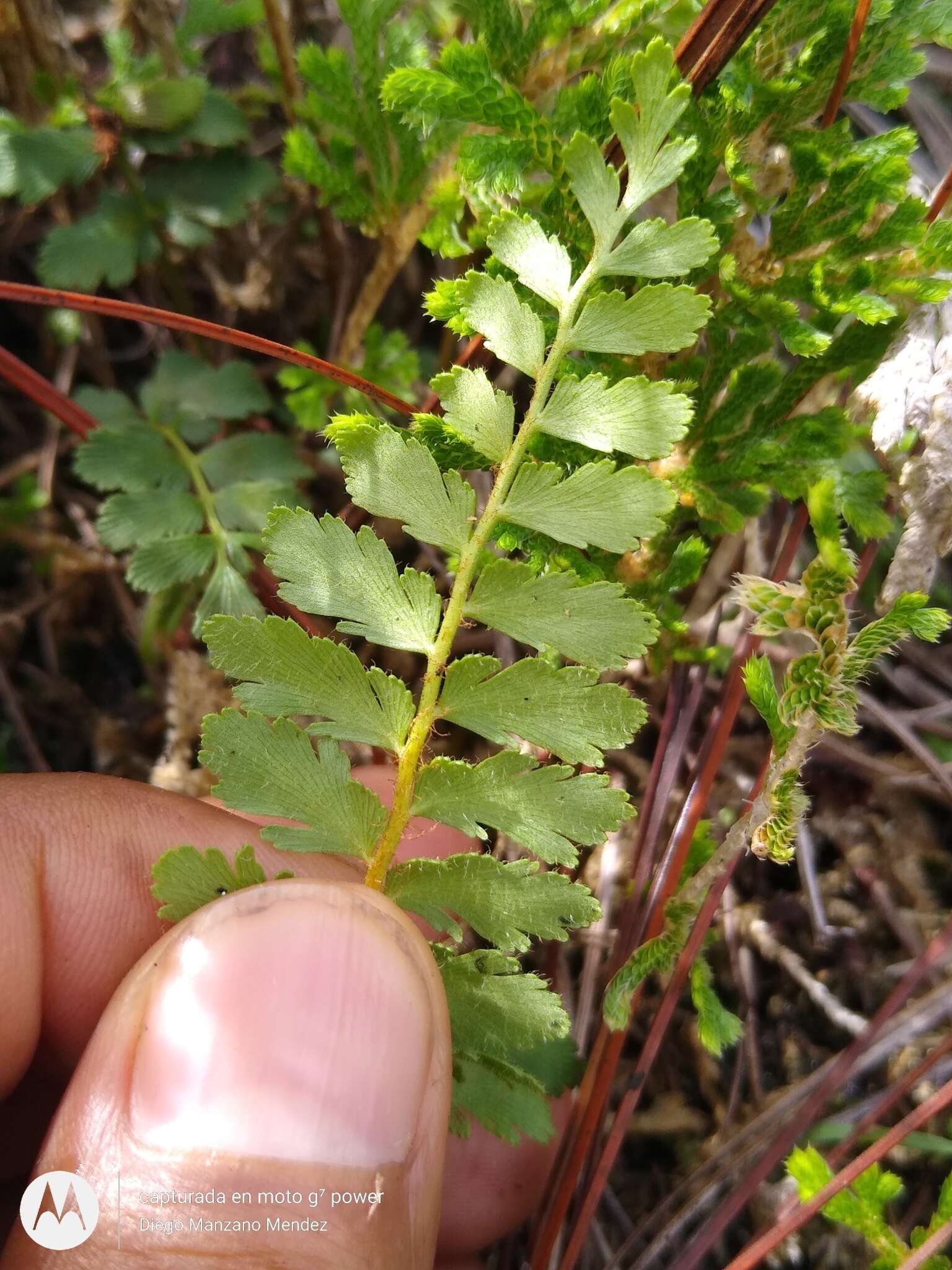 Plancia ëd Anemia hirsuta (L.) Sw.