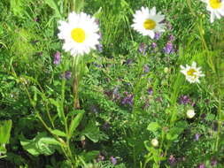 Слика од Leucanthemum ircutianum (Turcz.) DC.