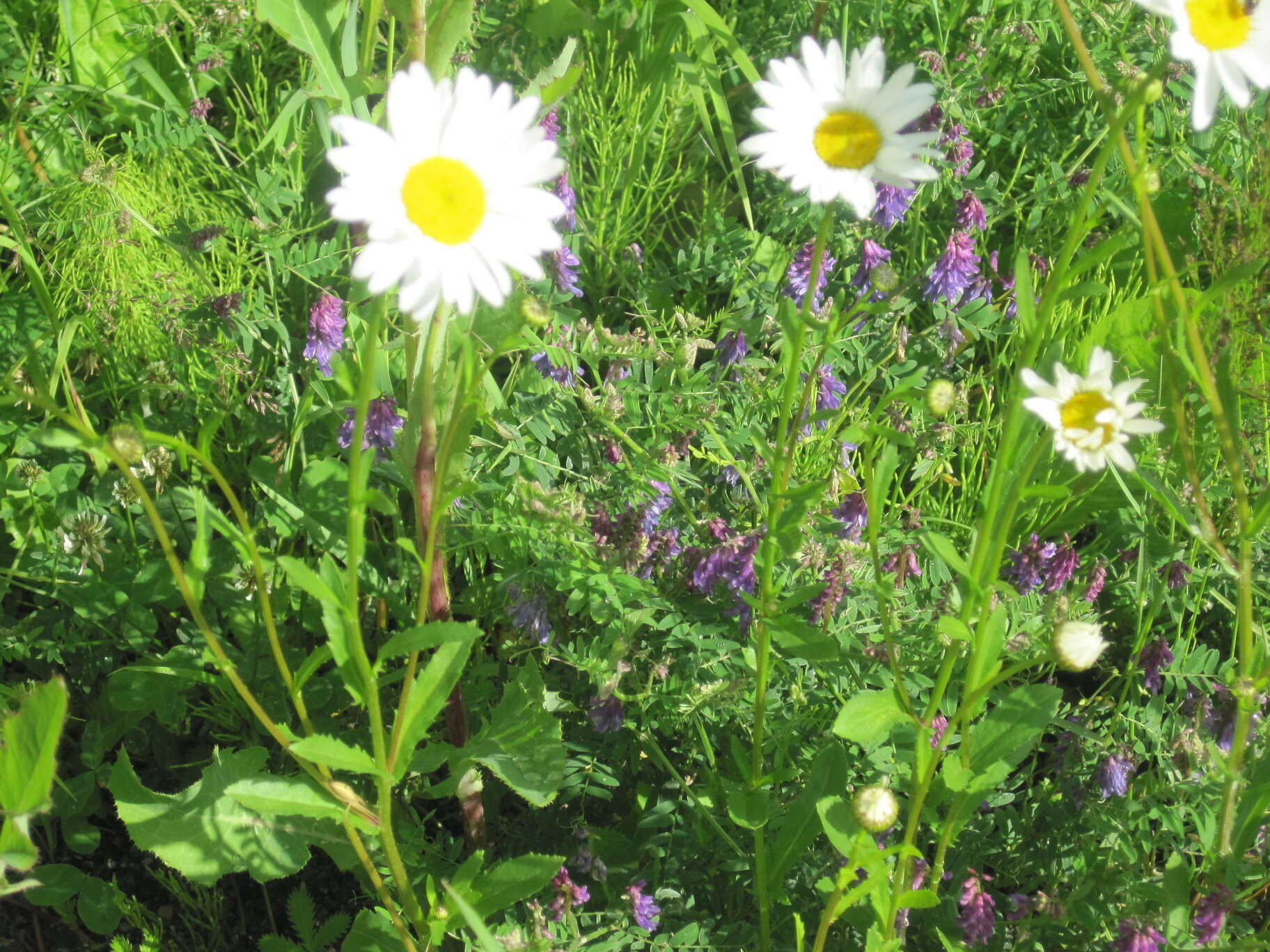 صورة Leucanthemum ircutianum (Turcz.) DC.