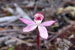 Image of Caladenia lyallii Hook. fil.