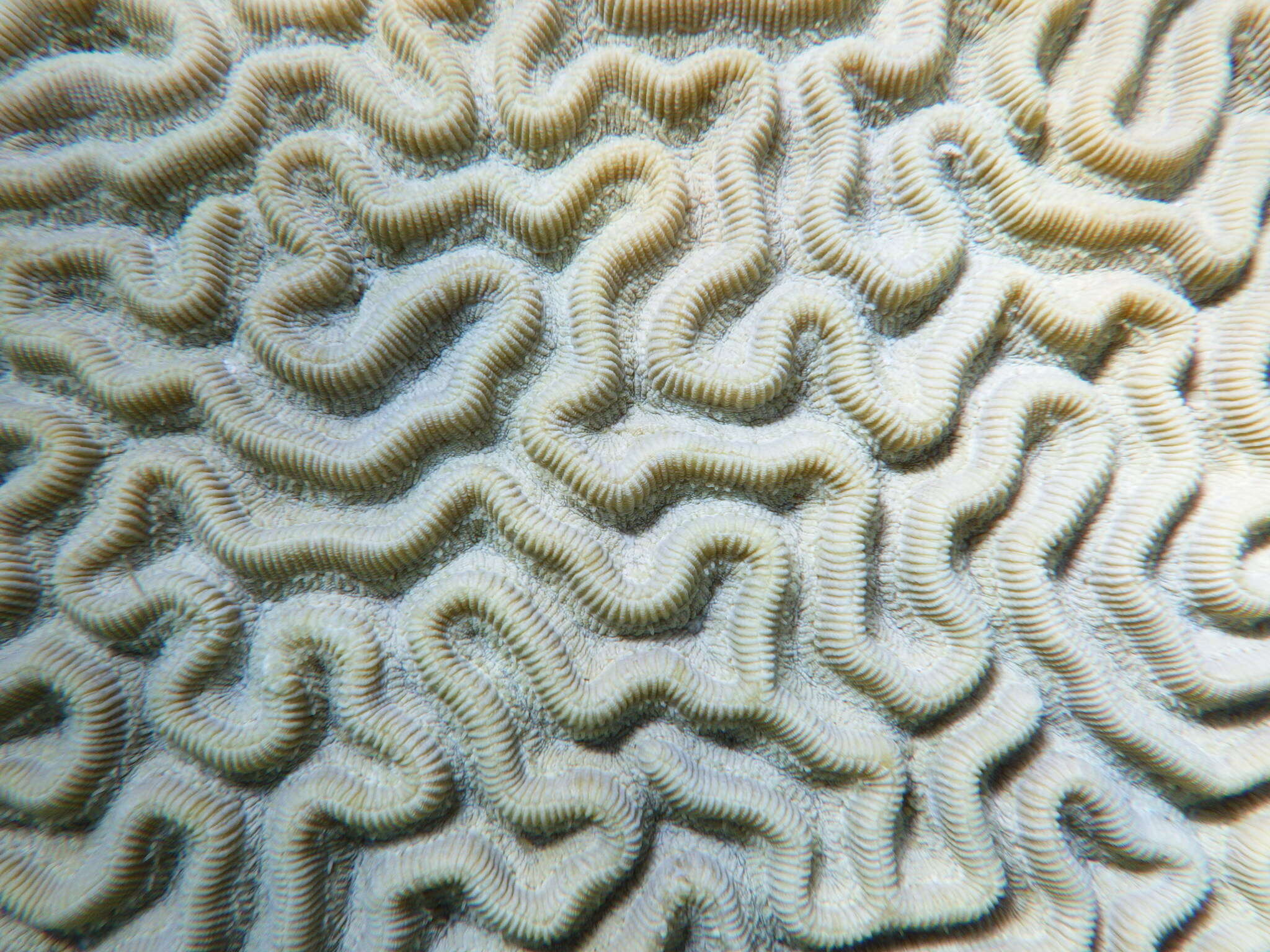 Image of Pseudodiploria Fukami, Budd & Knowlton 2012