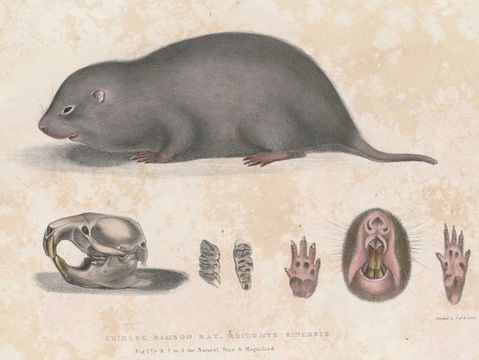 Image of Chinese Bamboo Rat
