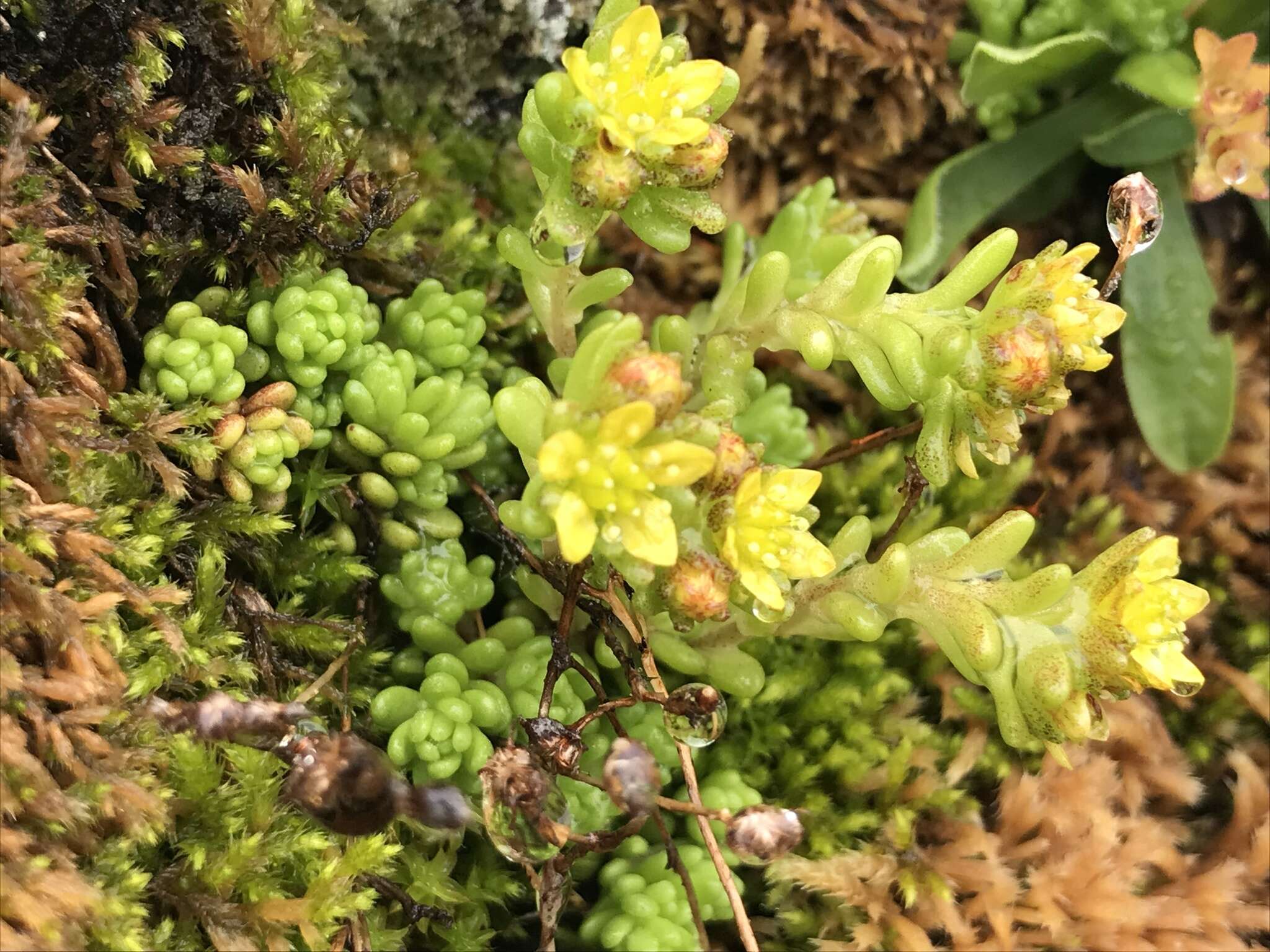 Image of Sedum alpestre Vill.