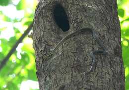 Image of Banded Flying Snake