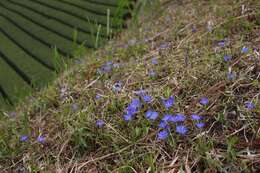 صورة Gentiana thunbergii var. thunbergii