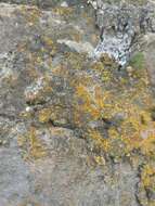 Image of orange lichen