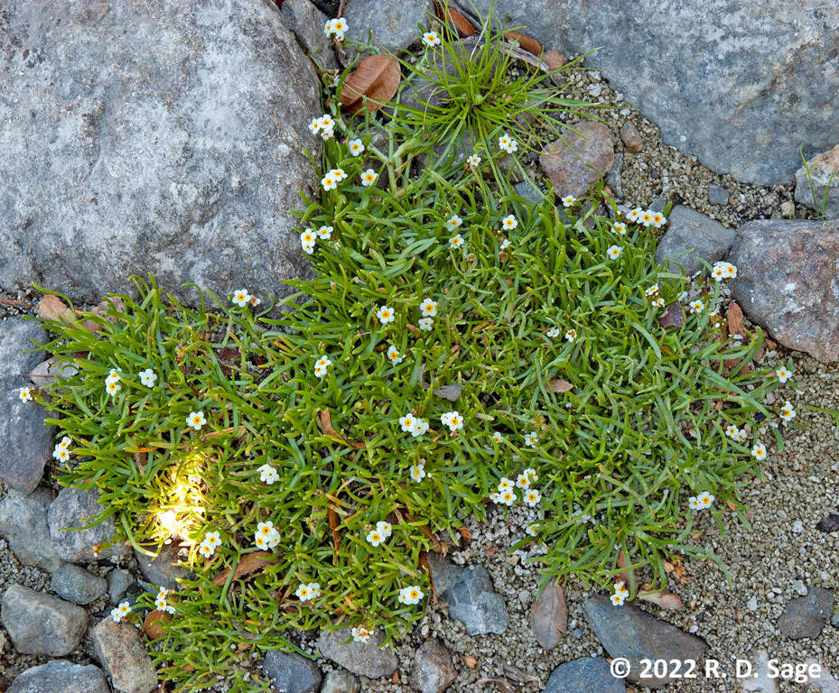 Image of Plagiobothrys corymbosus (Ruiz & Pav.) I. M. Johnst.