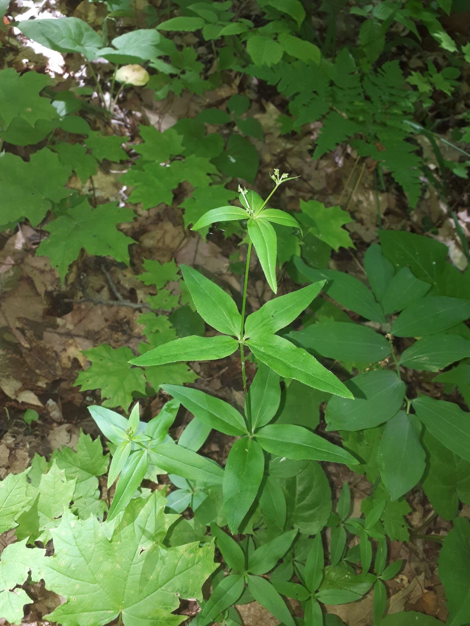 Imagem de Galium lanceolatum (Torr. & A. Gray) Torr.