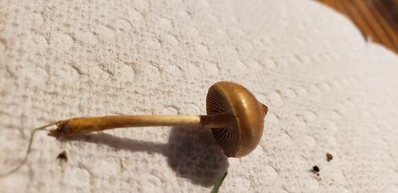 Image de Protostropharia luteonitens (Fr.) Redhead 2014