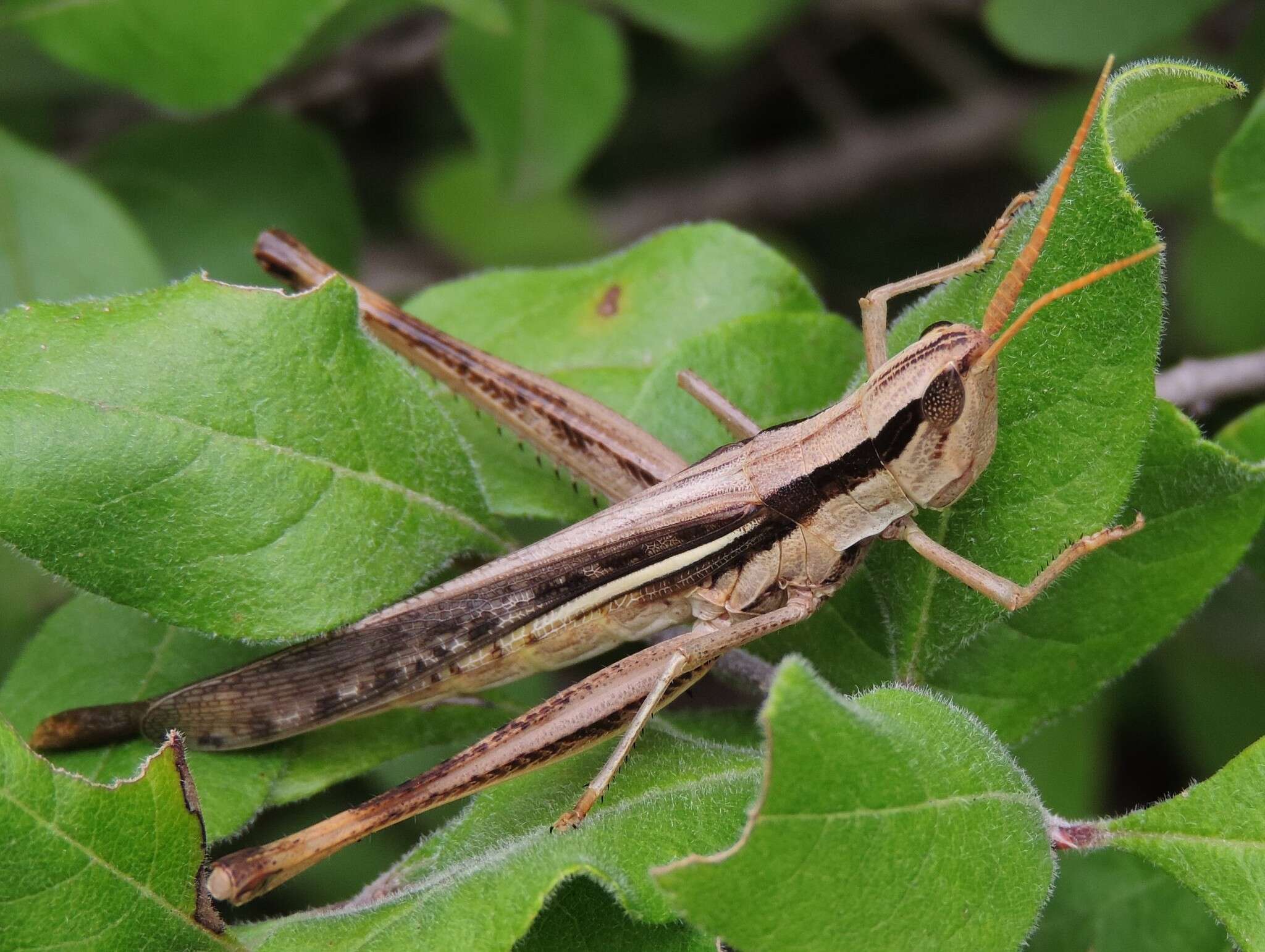 Image of Two-striped Mermiria