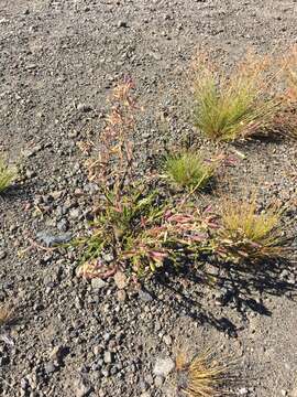 Image of Hawai'i catchfly