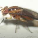 Image of Physegenua obscuripennis (Bigot 1857)