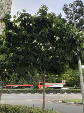 Image de Sterculia parviflora Roxb.