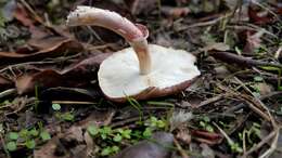 Image of Lepiota decorata Zeller 1929