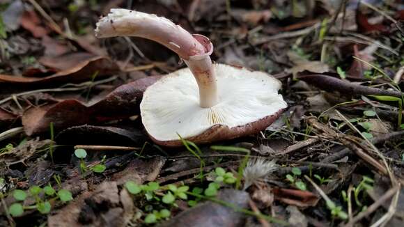 Image of Lepiota decorata Zeller 1929