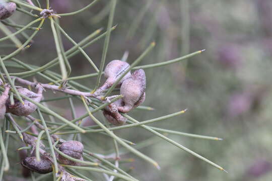 Image of Hakea leucoptera R. Br.