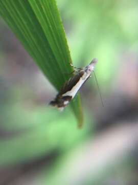 Image of Glyphipterix oxymachaera