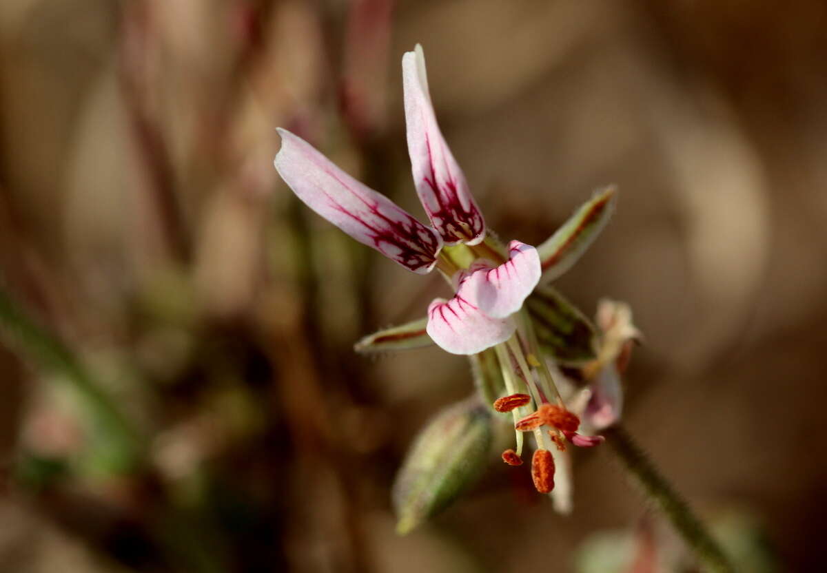 Image of Rock pelargonium