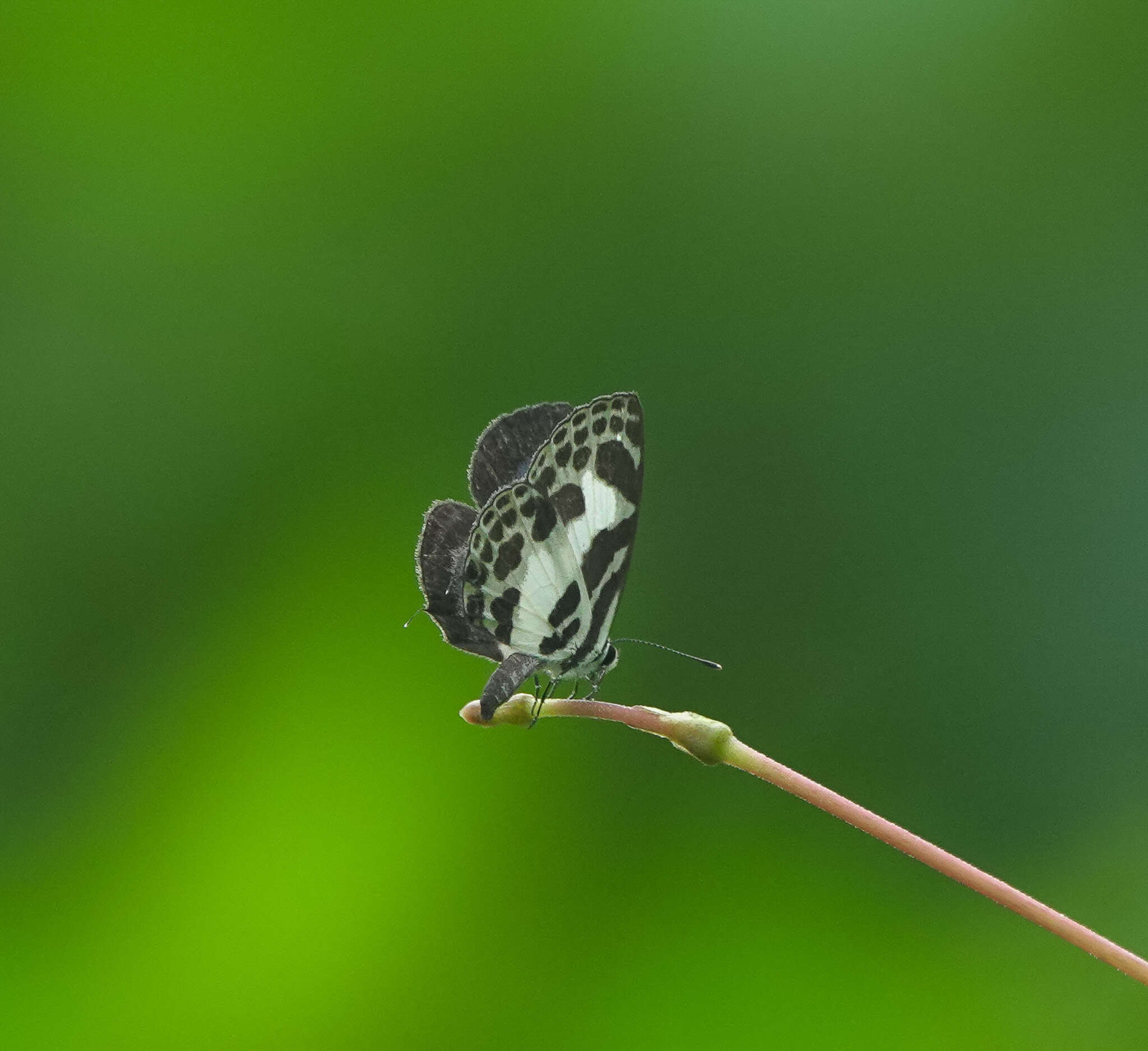 Image of banded blue Pierrot