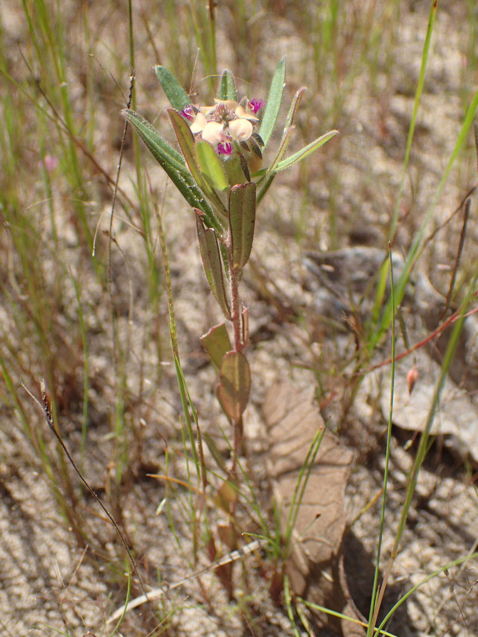 Polygala arenaria Willd. resmi