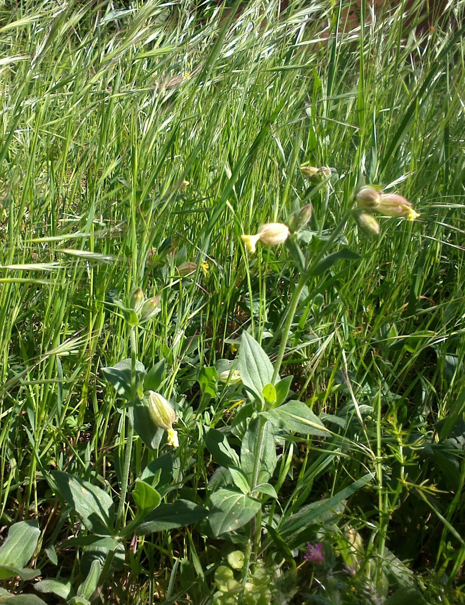 Imagem de Silene latifolia subsp. latifolia