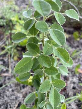 Image de Lespedeza hirta subsp. curtissii Clewell