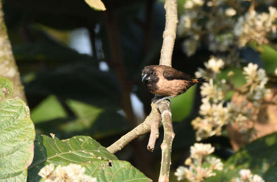 Image of Black-throated Munia