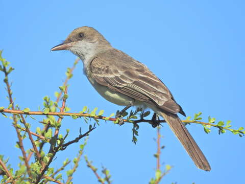 Image of Swainson's Flycatcher