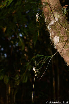 Imagem de Angraecum linearifolium Garay