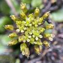 Imagem de Diplaspis cordifolia (Hook.) Hook. fil.